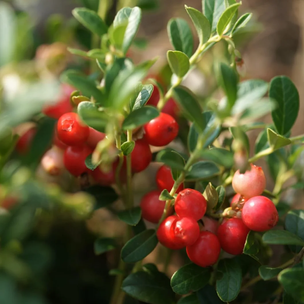 IDDA Herbal Arándanos Rojos Deshidratados 1kg, Arándanos Rojos Secos, Endulzados con Jugo de Manzana