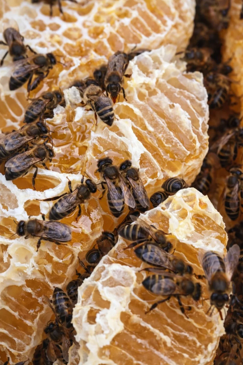 Miel Cruda de Montaña de Galicia IGP 1 kg – 100% Natural Sin Filtrar ni Pasteurizar | Miel Artesanal Directa del Apicultor | Conde Santo