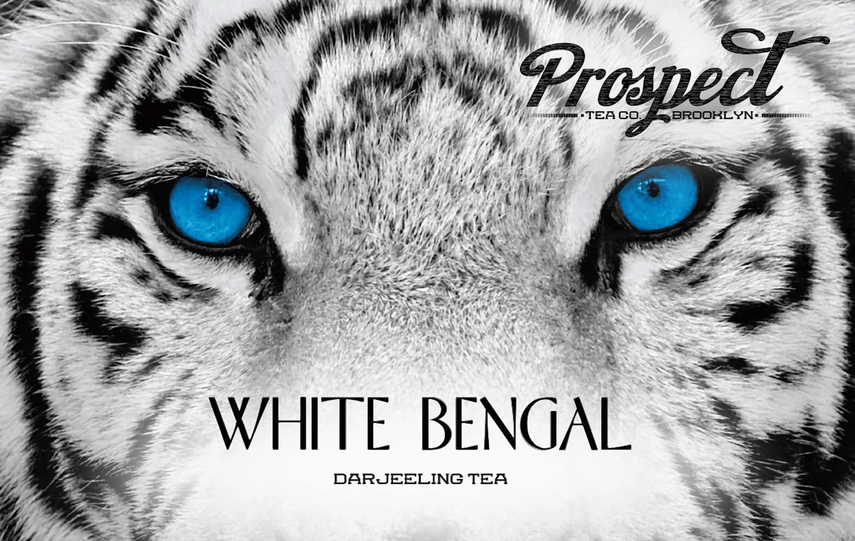 Prospect Tea White Bengala Darjeeling - Cápsulas de té compatibles con cafeteras K Cup incluyendo 2.0, 40 unidades