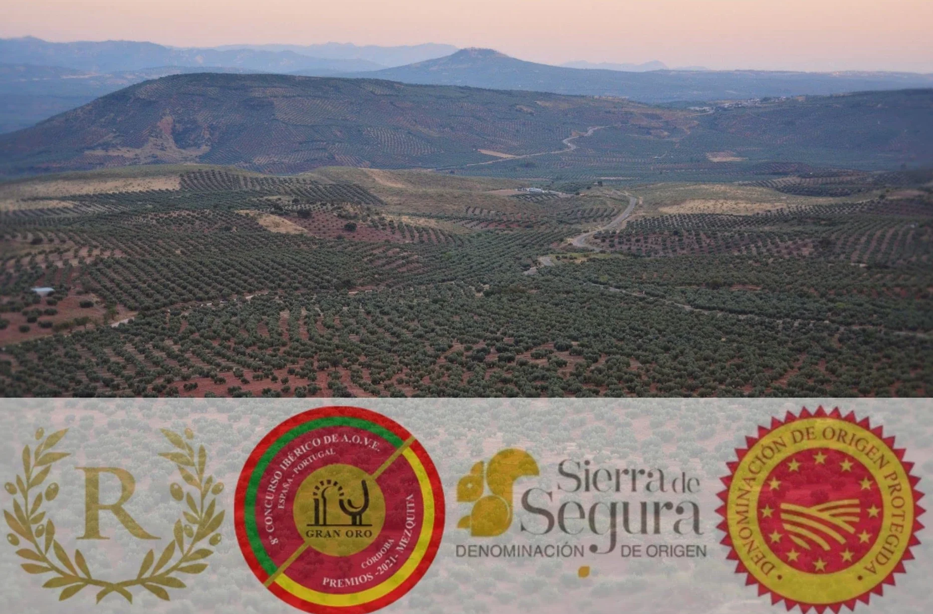 Aceite de Oliva Virgen Extra Picual de Jaén DOP Sierra de Segura Cosecha 25/26 Premio AOVE Verde Sabor frutado intenso