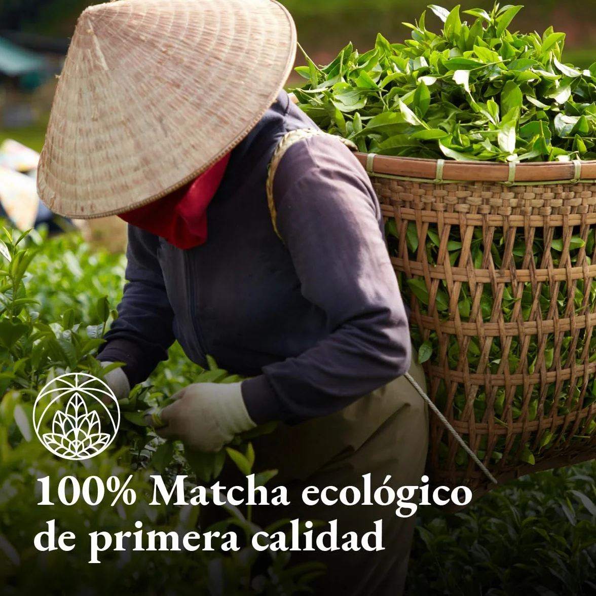 Organic Matcha Tea Powder from Japan Monte Nativo (100g) - Organic Macha Tea - Herbal Infusions - Green Tea - Carefully Cut and Dried - 100% Pure and Natural