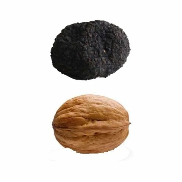 Trufa Uncinatum - Trufa de otoño M - 40gr