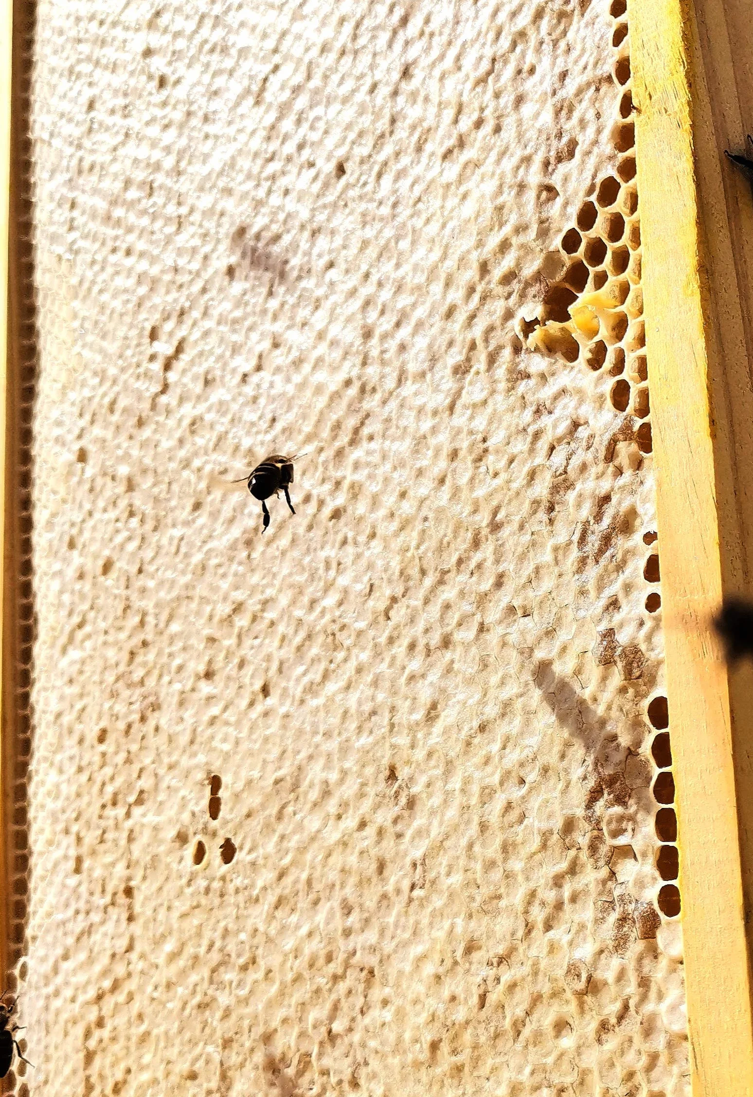 Miel Pura de Abeja. Cruda, natural y Artesanal MIL FLORES RECIEN COSECHADA ABRIL 2026. Origen ESPAÑA. Directa del Apicultor. Nerpio, Sierra del Segura - 950gr