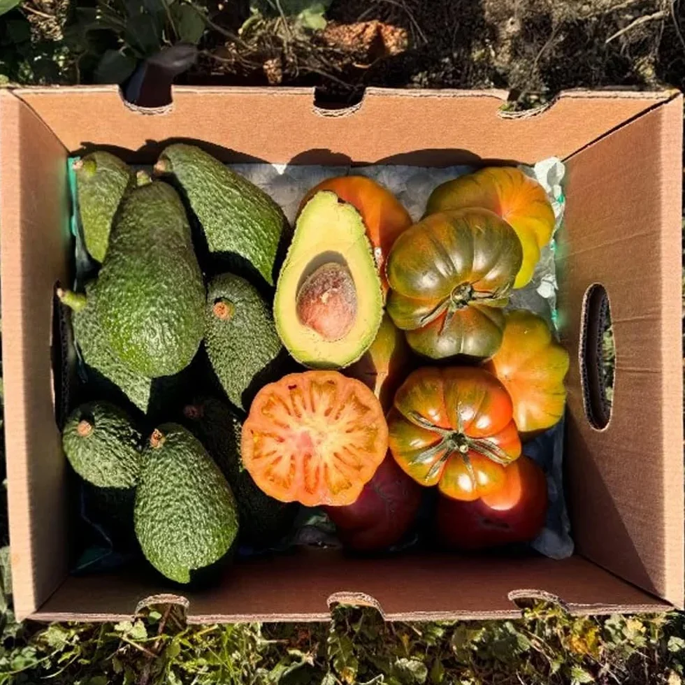 Caja de aguacates hass y tomate raf | 2 kg de Aguacates Hass y 2 kg de Tomate Raf, frescos y naturales, cultivados en Castellón (España), sin químicos y enviados directamente del campo a tu casa
