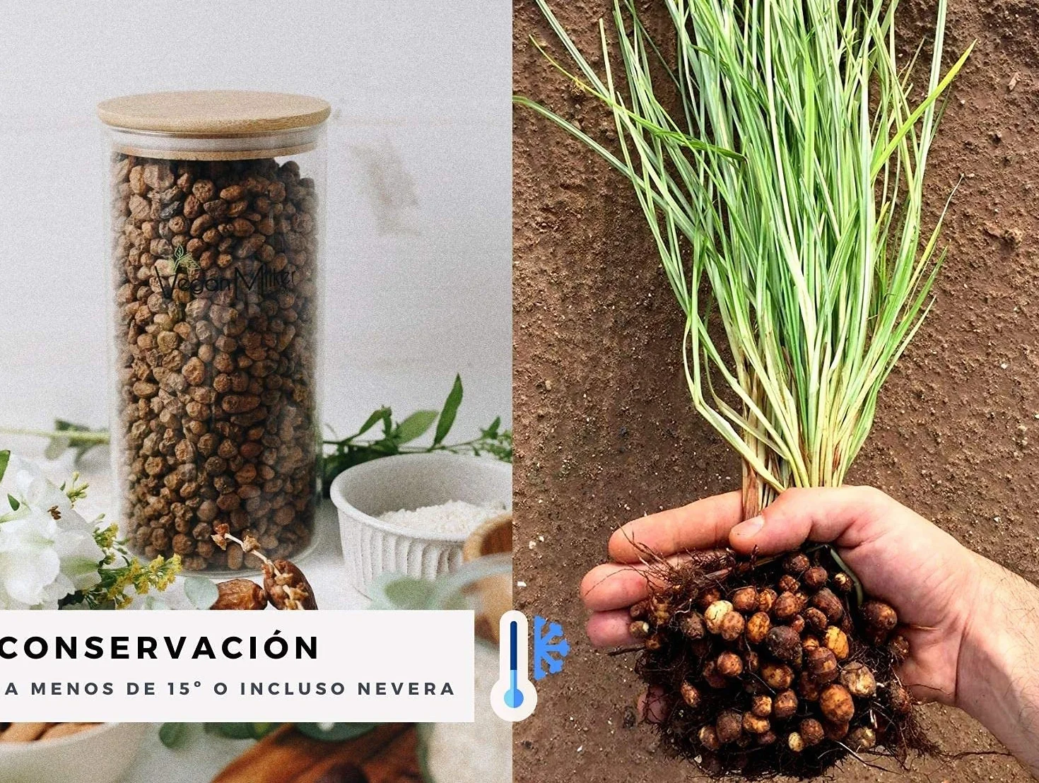 Chufa ecológica BIO 1 Kg Atmósfera protectora D.O. València - Món Orxata. Ideal para consumo en crudo o para elaboración de horchata. Conservar a menos de 15º