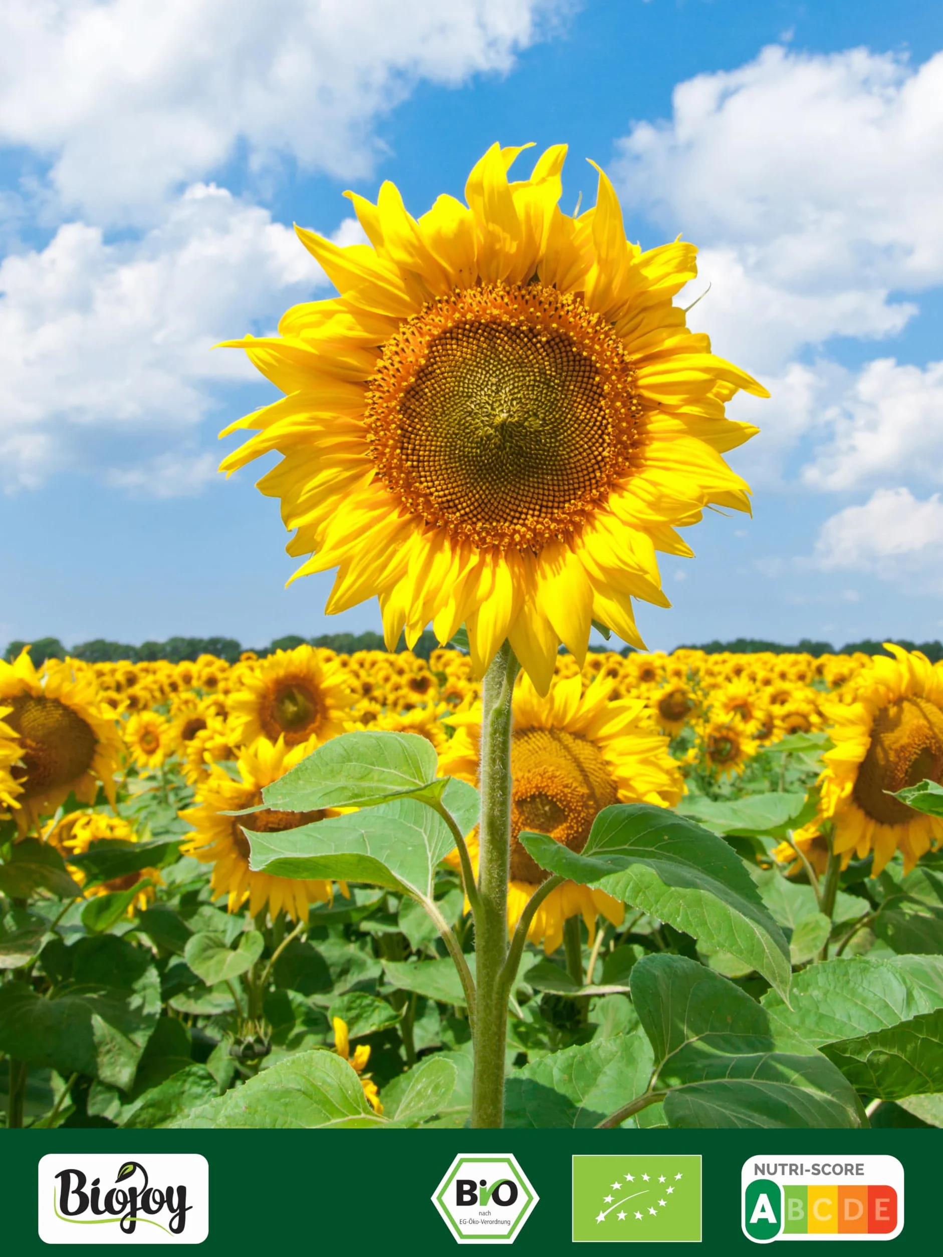 Biojoy Harina de Semillas de Girasol BÍO 1 kg
