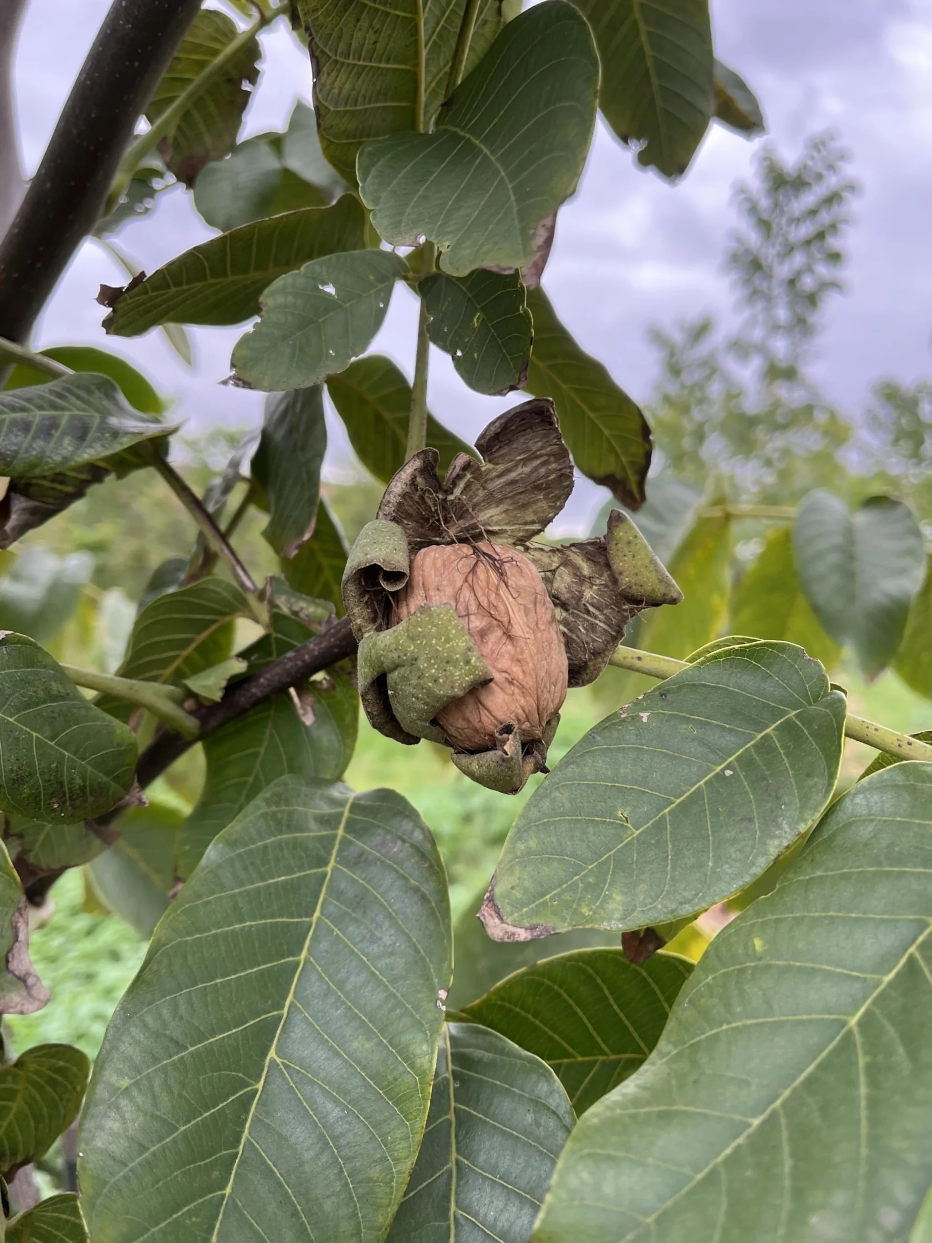 [SOTOBLANCO] Nueces Naturales Seleccionadas de la Vega del Henares
