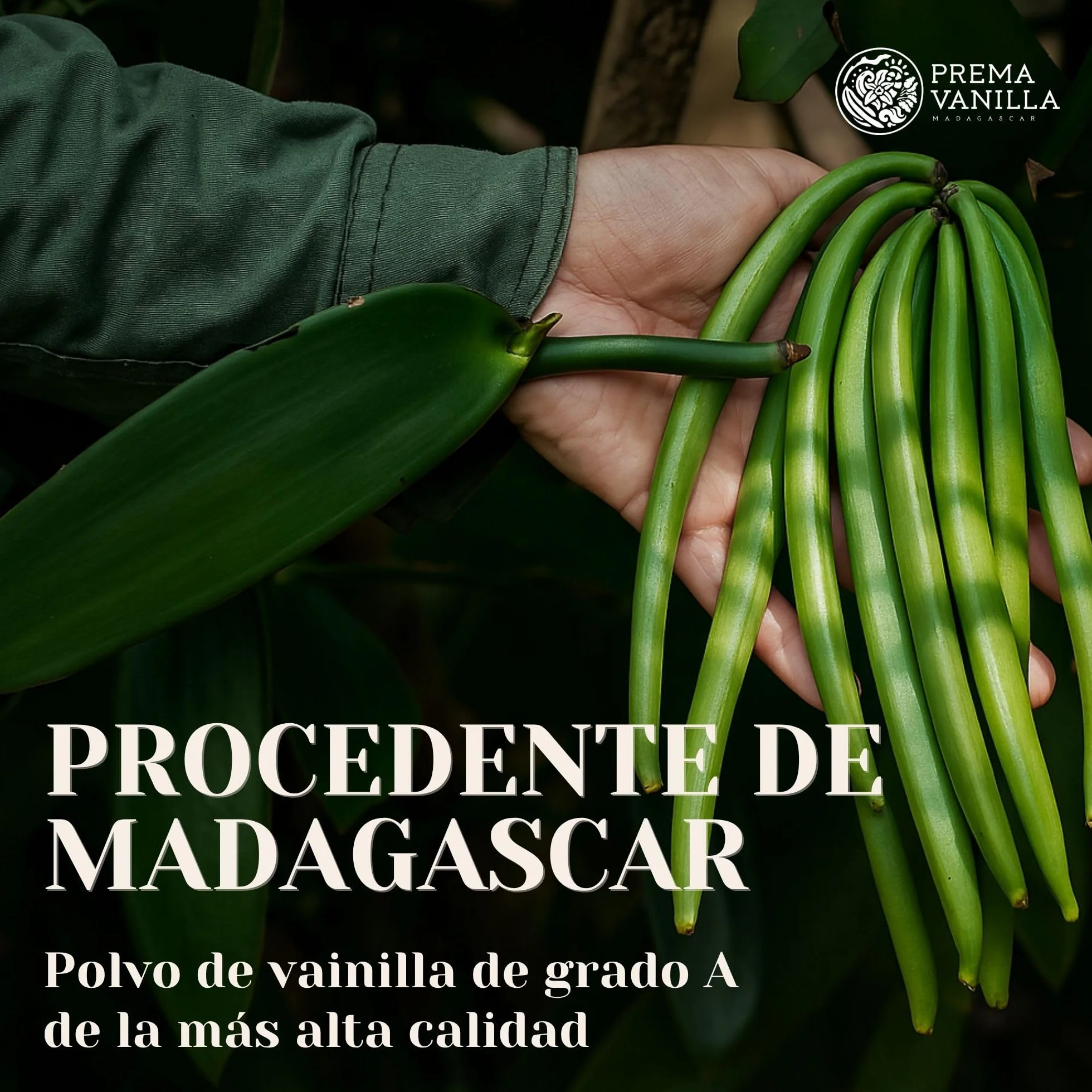 PREMA VANILLA Polvo de Vainilla Bourbon Premium – Vainilla en Polvo 100% Natural y Orgánica – Elaborada a partir de Vainas de Vainilla de Madagascar – Calidad Gourmet – Aroma Puro e Intenso