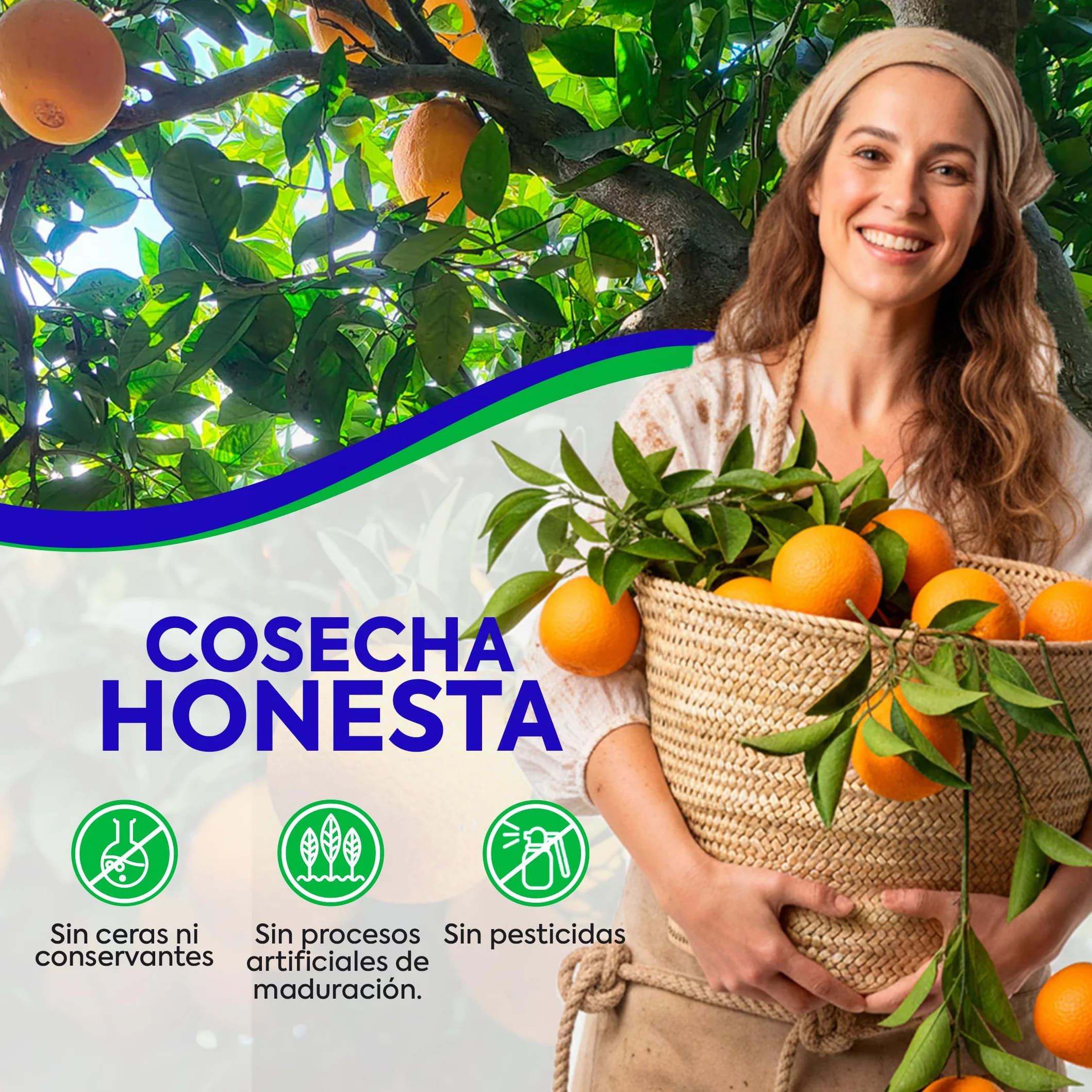 Naranjas de Valéncia directas del árbol recién recolectadas - del árbol a tu mesa sin tratamientos post cosecha - cajas de 5, 9, 15 y 19kg - fruta natural valenciana - naranja de mesa (9KG)