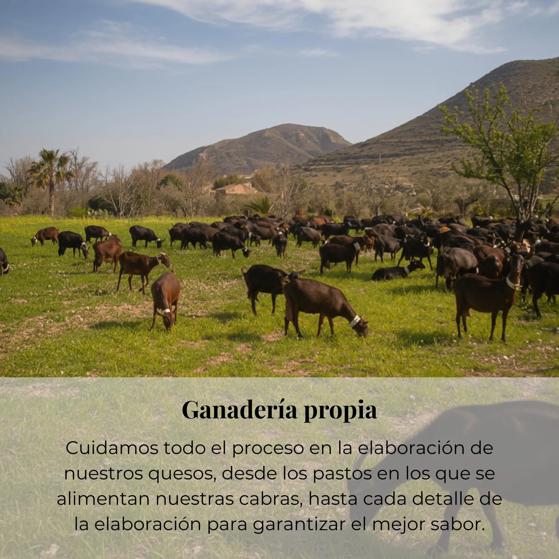 Queso Artesano Semi Curado Pimentón 100% de Leche de Cabra Entero 500 gr | Queso Gourmet Elaboración Tradicional y Casera con Ganadería Propia | Sabor Único y Natural | Estuche de Madera