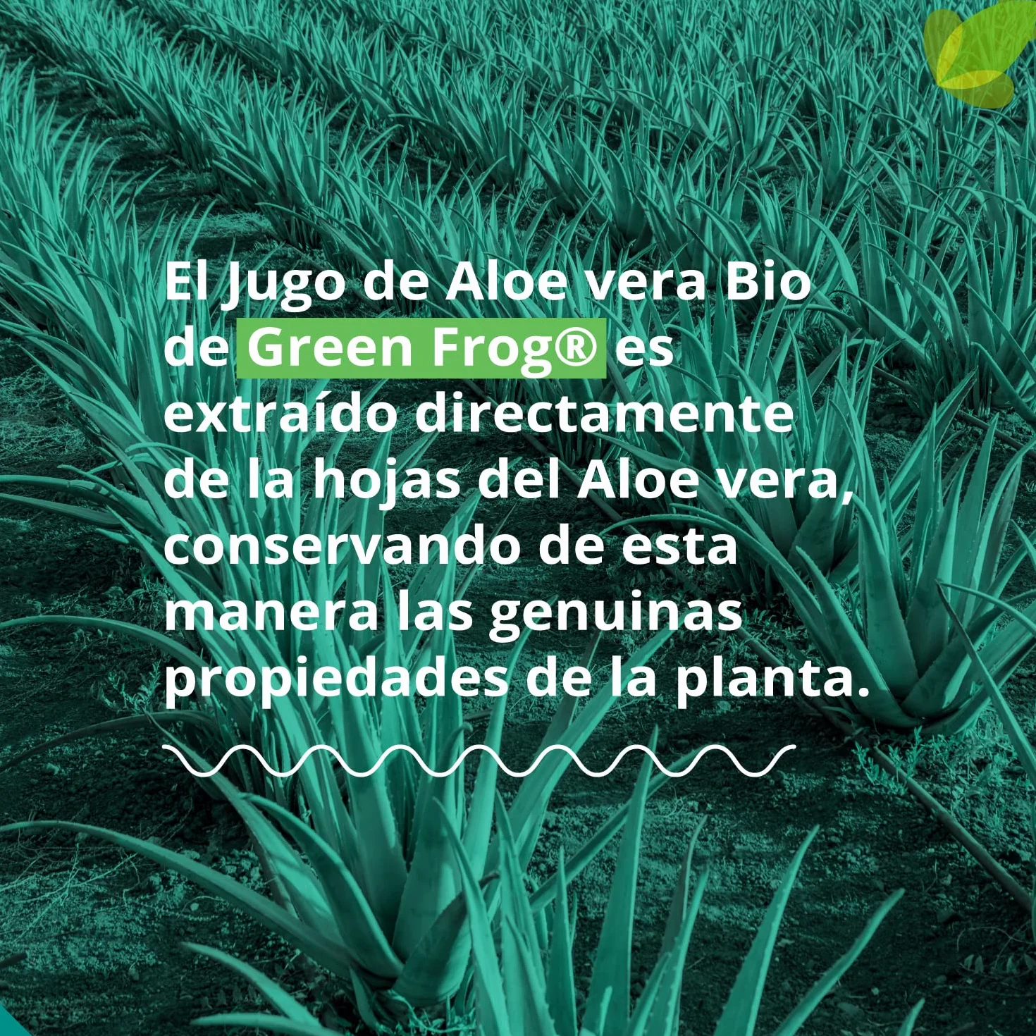Green Frog - Bebida de Aloe Vera Puro con Pulpa (99,8%) - 1 Litro - Certificado Bio Europeo - 100% Ecológico - Libre de Aloínas y Azúcares - Rico en Vitaminas y Aminoácidos