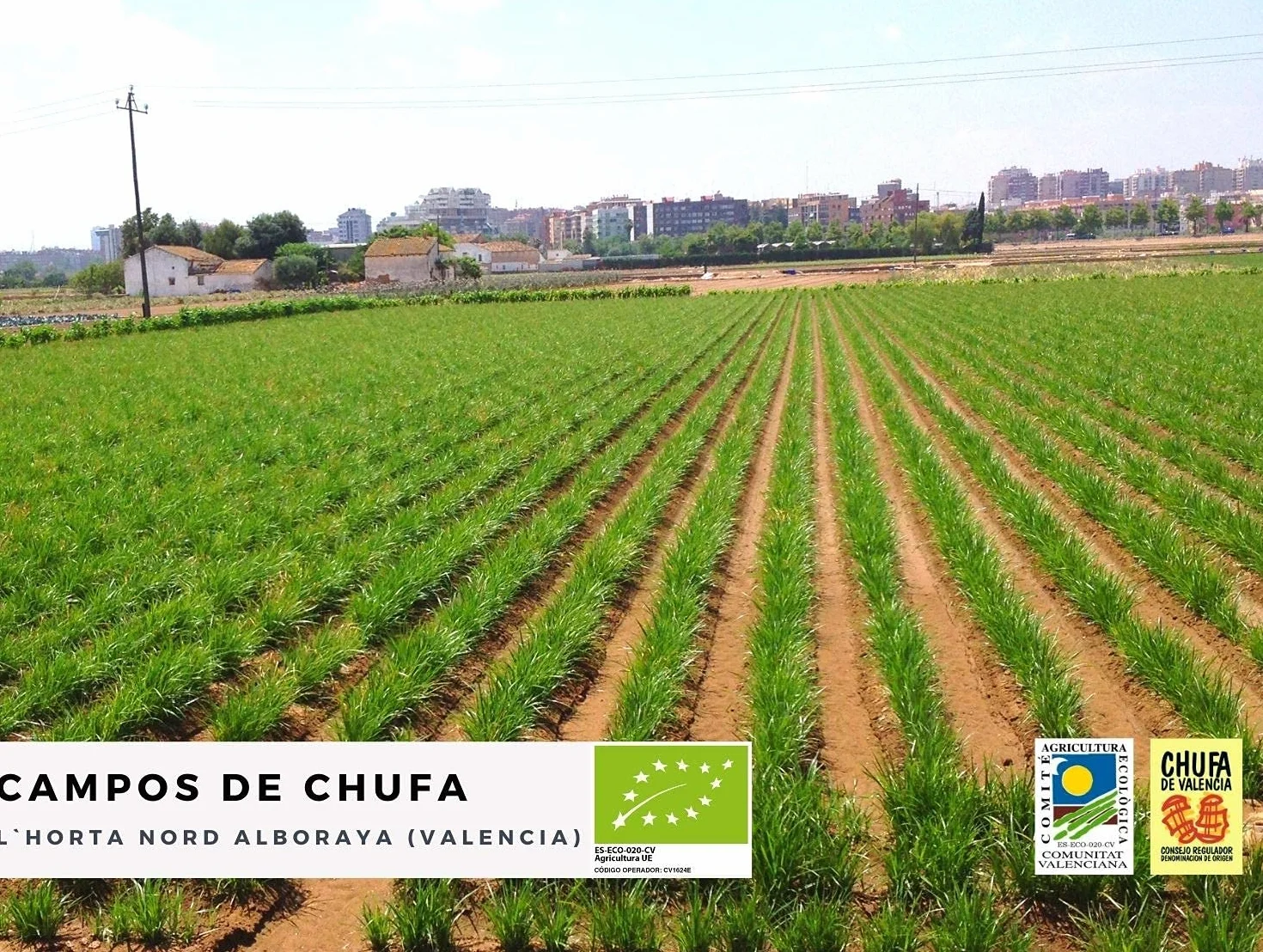 Chufa ecológica BIO 1 Kg Atmósfera protectora D.O. València - Món Orxata. Ideal para consumo en crudo o para elaboración de horchata. Conservar a menos de 15º