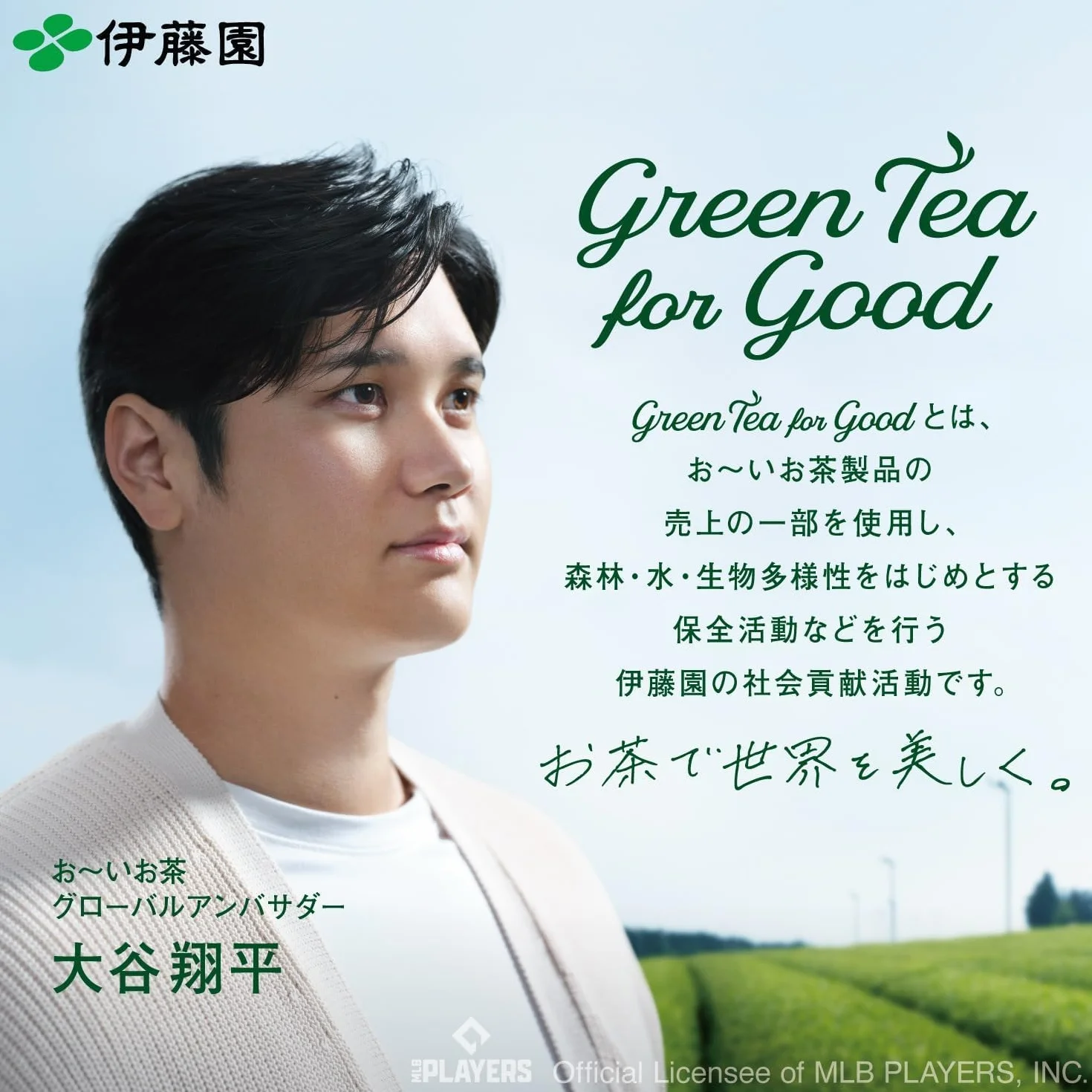Itoen Japanese Tea ITO EN Oi tea green tea containing silky 100 pieces green tea stick