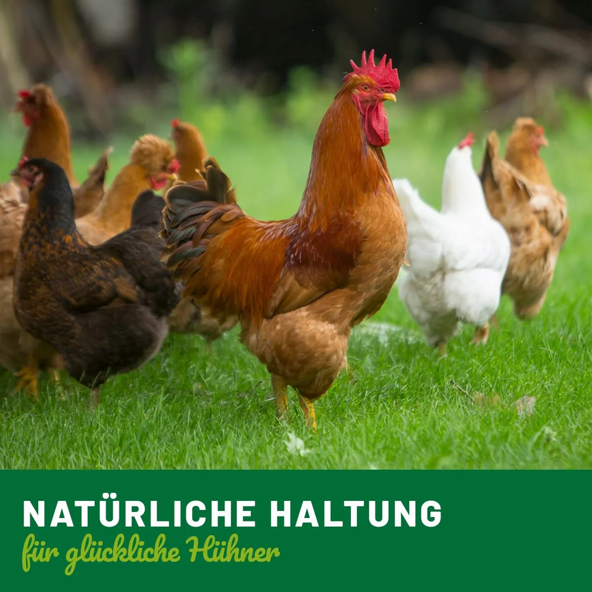 HÜHNER Land Huevos de arcilla para gallinas, 6 unidades – ayuda para incubar, realistas