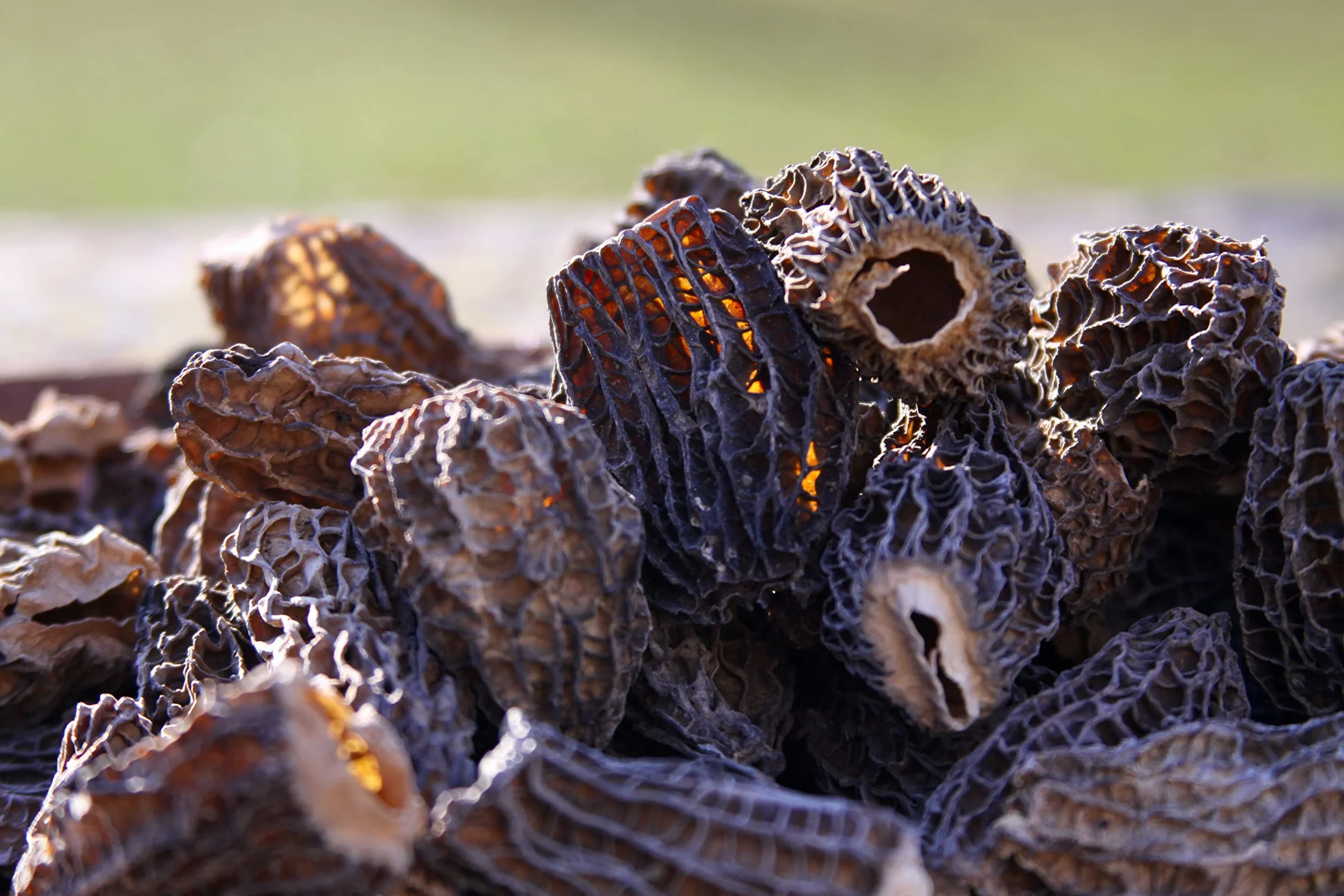 Colmenillas Premium Secadas al Sol (Sin Tallos) – Paquete de 100g, Cosechadas a Mano, Secadas al Sol