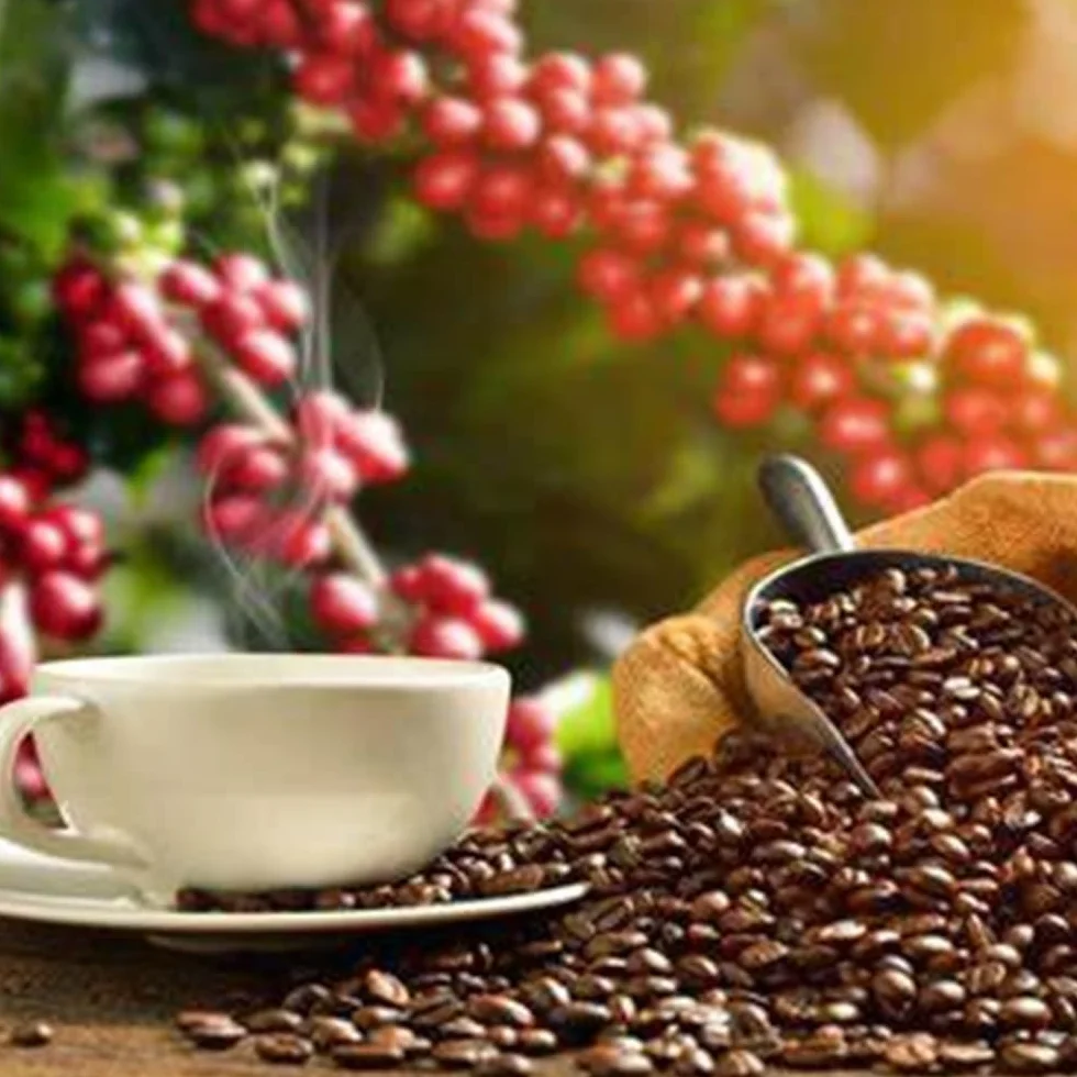 Paquete Juventud Artabria | Kit Artabria incluye CAFE 5.0- BEBIDA INTELIGENTE-CAÑA ZERO- ELIXIR DE JUVENTUD | Incluye Regalo de Cortesía