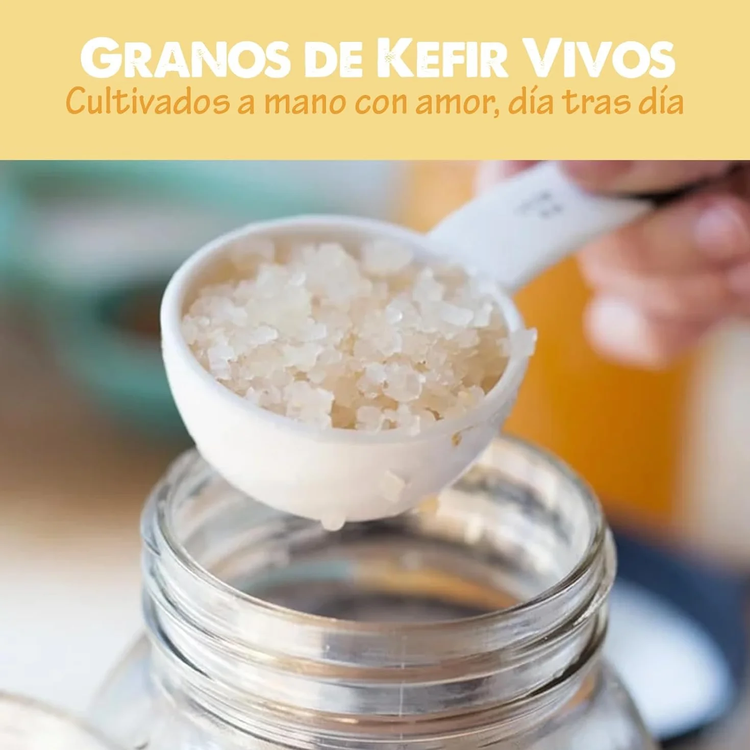 OH MY KÉFIR® Hongo/Nódulos Frescos de Kéfir de Agua 100g con Instrucciones y Recetas