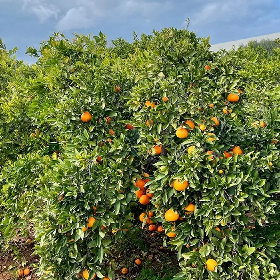 Naranjas de temporada 4kg 9kg 15kg cultivadas sostenible Castellón España directas del agricultor