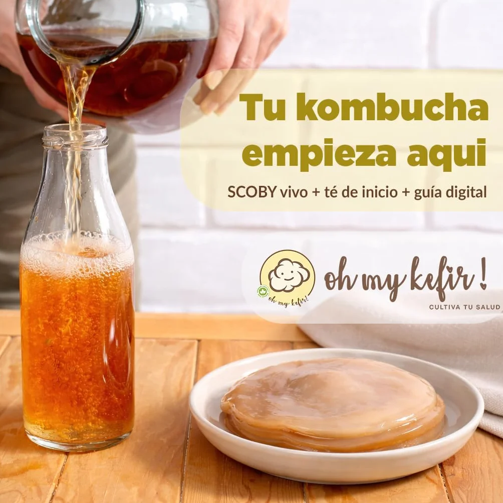 Pack 2X Disco SCOBY Kombucha Fresco + Instrucciones + Recetas + Ayuda y Asesoramiento en español - OH MY KÉFIR