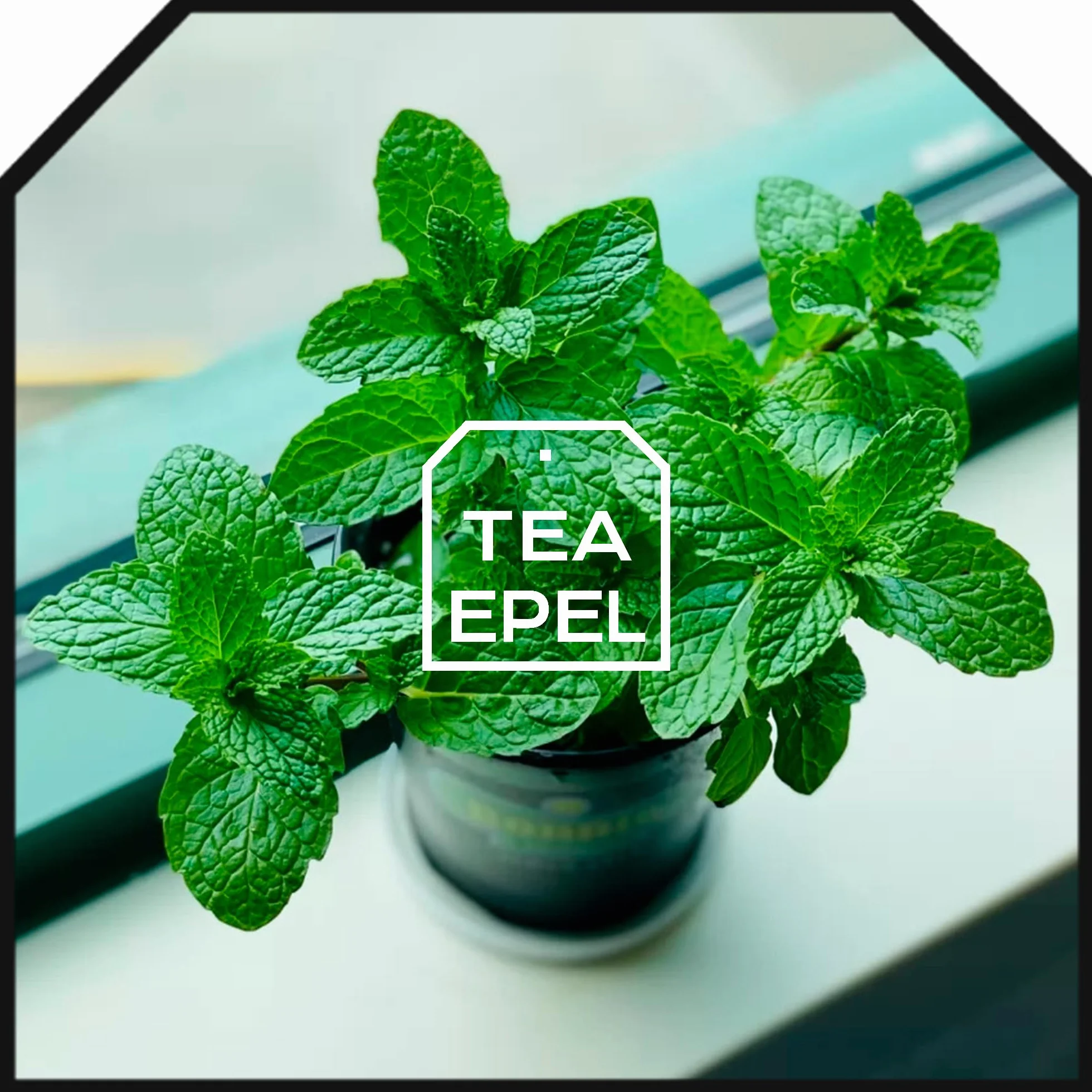 Hierbabuena 200 gr - Te de Hojas de Hierbabuena Cortadas - Infusion de Menta - Te de menta - Infusiones a Granel - Infusión de Hierbas - Propiedades Naturales