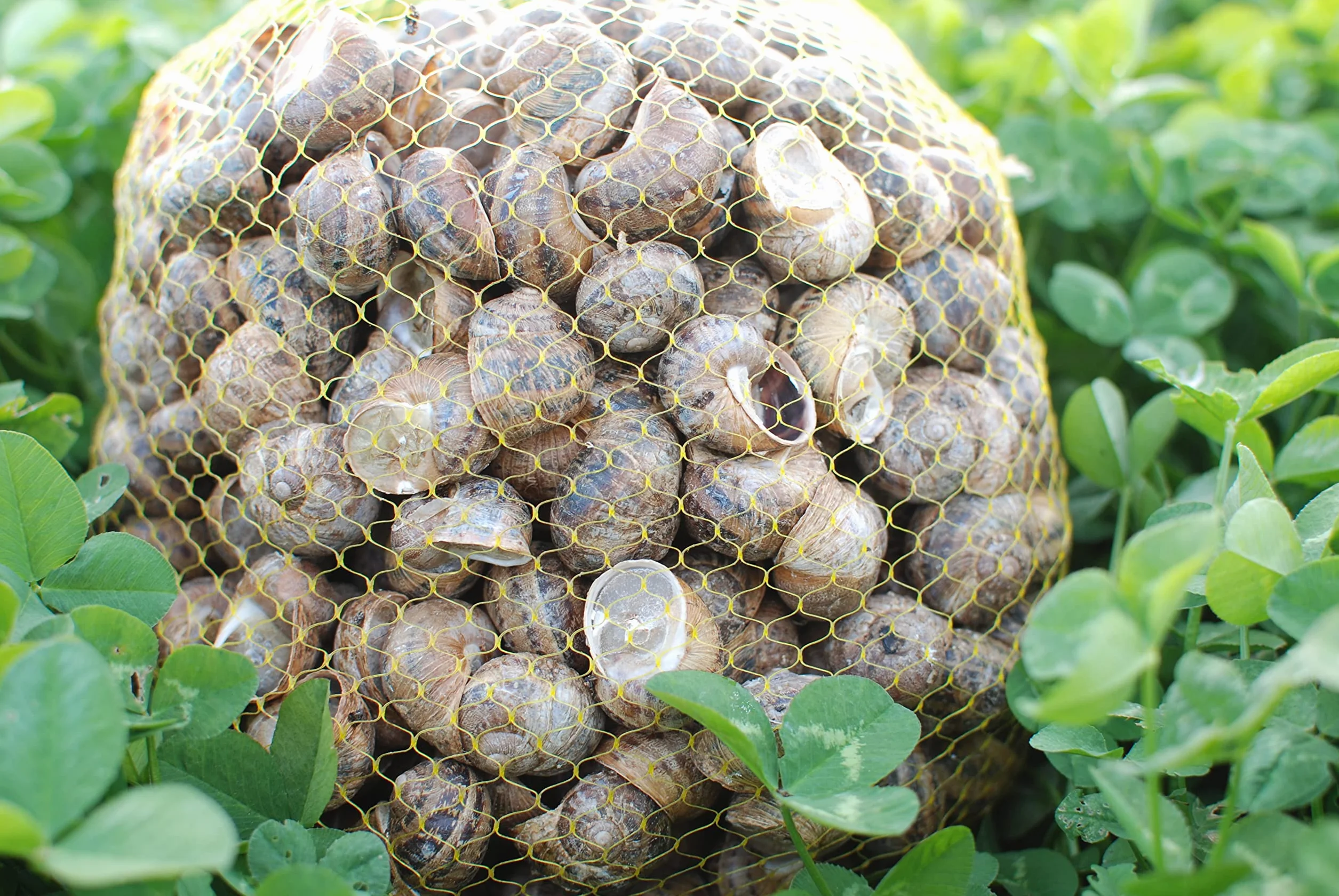 Caracoles frescos Helix Aspersa Muller (Bover) 3Kg