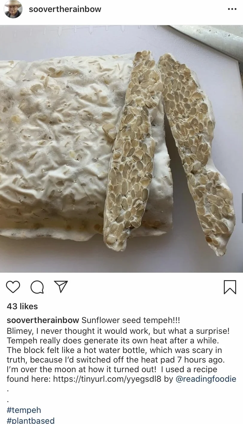 Tempehtation Cultivo Iniciador de Tempeh Orgánico, Sin Gluten Probado en Laboratorio, Hecho en Escocia, 70 Gramos