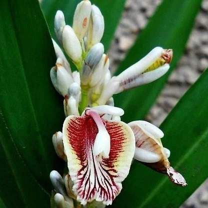 5 Semi rari di Alpinia Galanga - Jengibre tailandés - Galangal