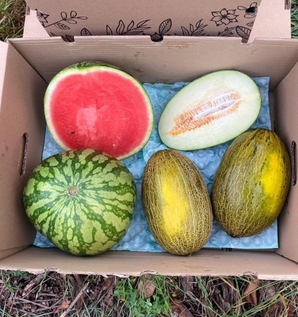 Caja 1 sandía rayada y 2 melones piel de sapo | Comprar sandía rayada 6kg y melones piel de sapo 2,70kg cada pieza. Fruta directa del agricultor de Castellón (España)