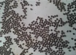 BUSCOCARPINTERO Gusanos DE Seda 50