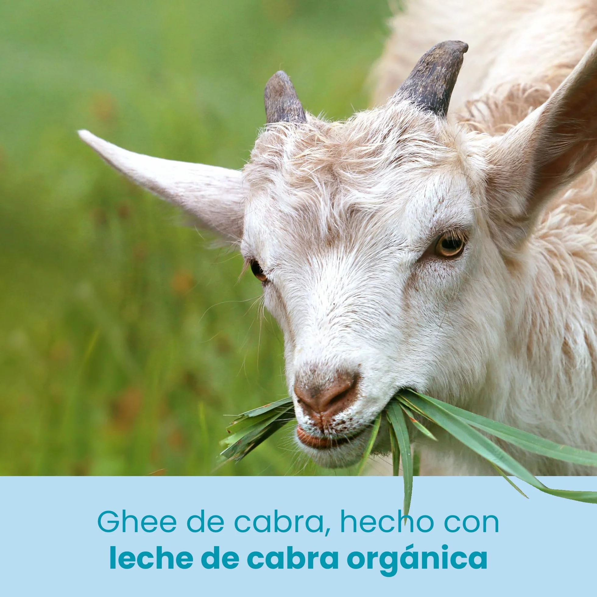 Ghee Easy Bio Ghee de Cabra 500g - Mantequilla de Cabra Clarificada Pura - 100% Orgánica - Ideal para Paleo y Keto - Libre de Gluten y Lactosa - Ayurveda