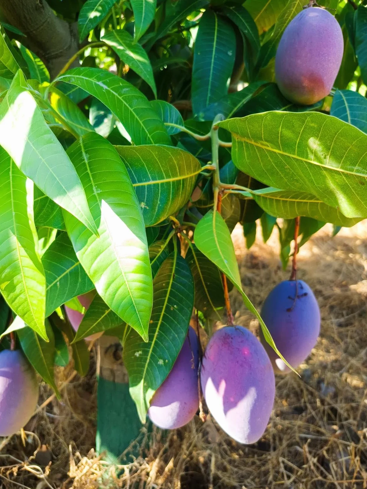 Vitalem Caja de Mangos 2.5kg Cultivo Local Axarquía Málaga Fruta Fresca Temporada Directo Agricultor Natural Sostenible
