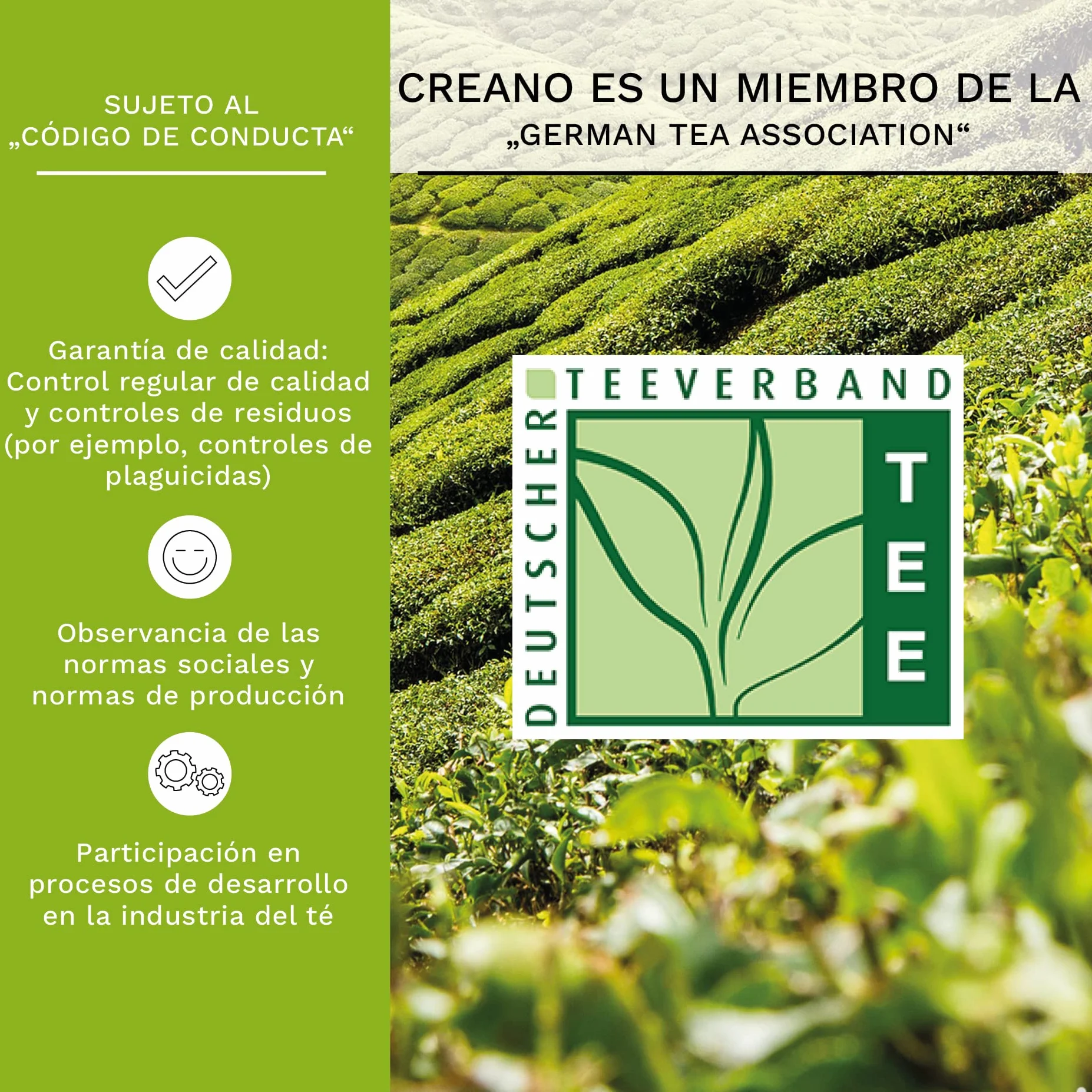 Creano Flores de Té Verde 12 uds – Cofre de Madera Premium – 6 Variedades de Té Verde Frutal – Regalo Elegante para Amantes del Té