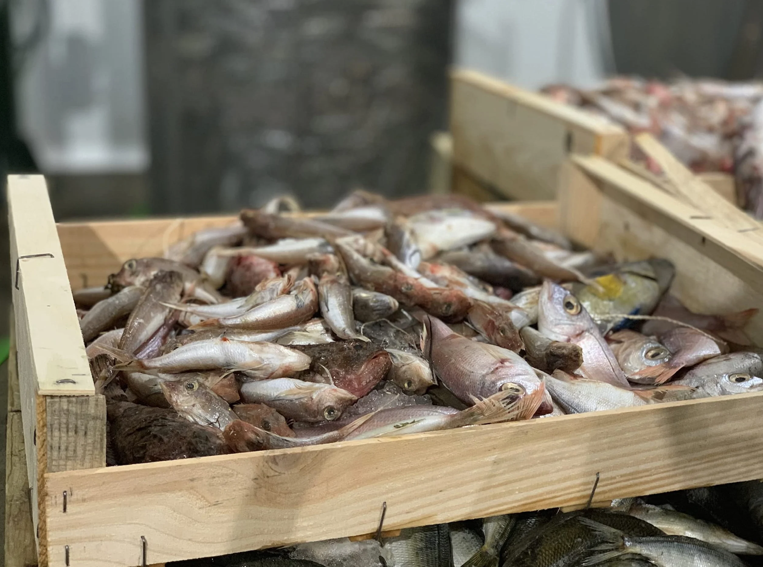 Paellissimo Caldo Concentrado para Arroz de Pescado 100% Natural Sin Gluten 4 Raciones x Lata 400gr 4 unidades
