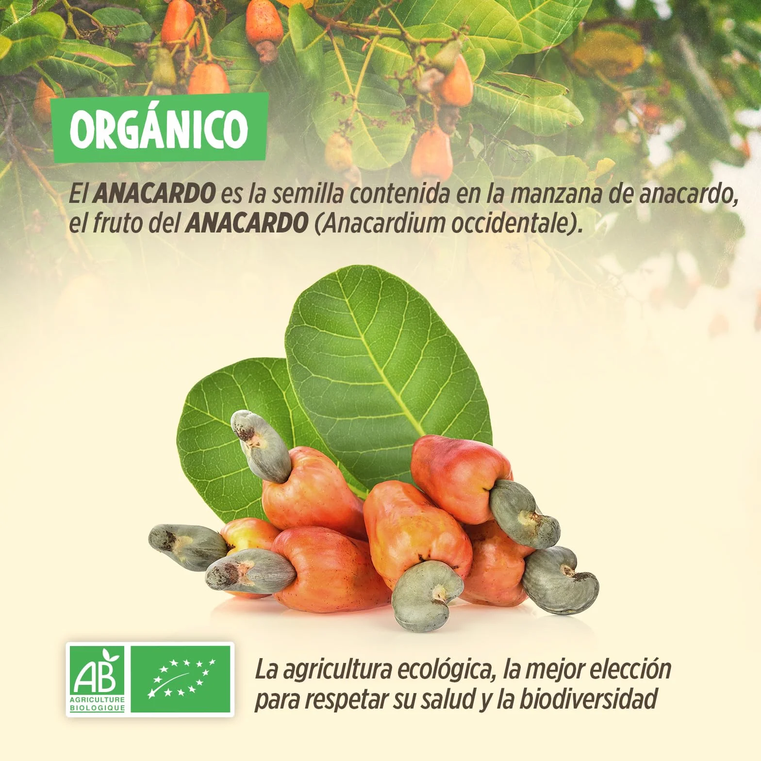 Anacardos Bio 1kg 100% Natural Sin Sal Sin Tostar