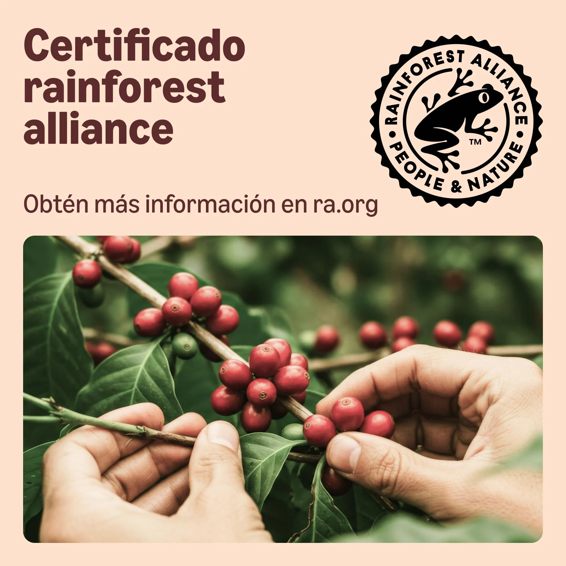 by Amazon Cápsulas de Café Compostables en Casa Compatibles con Nespresso, 100% Arábica Colombiana, 20 Unidades, Certificadas por Rainforest Alliance