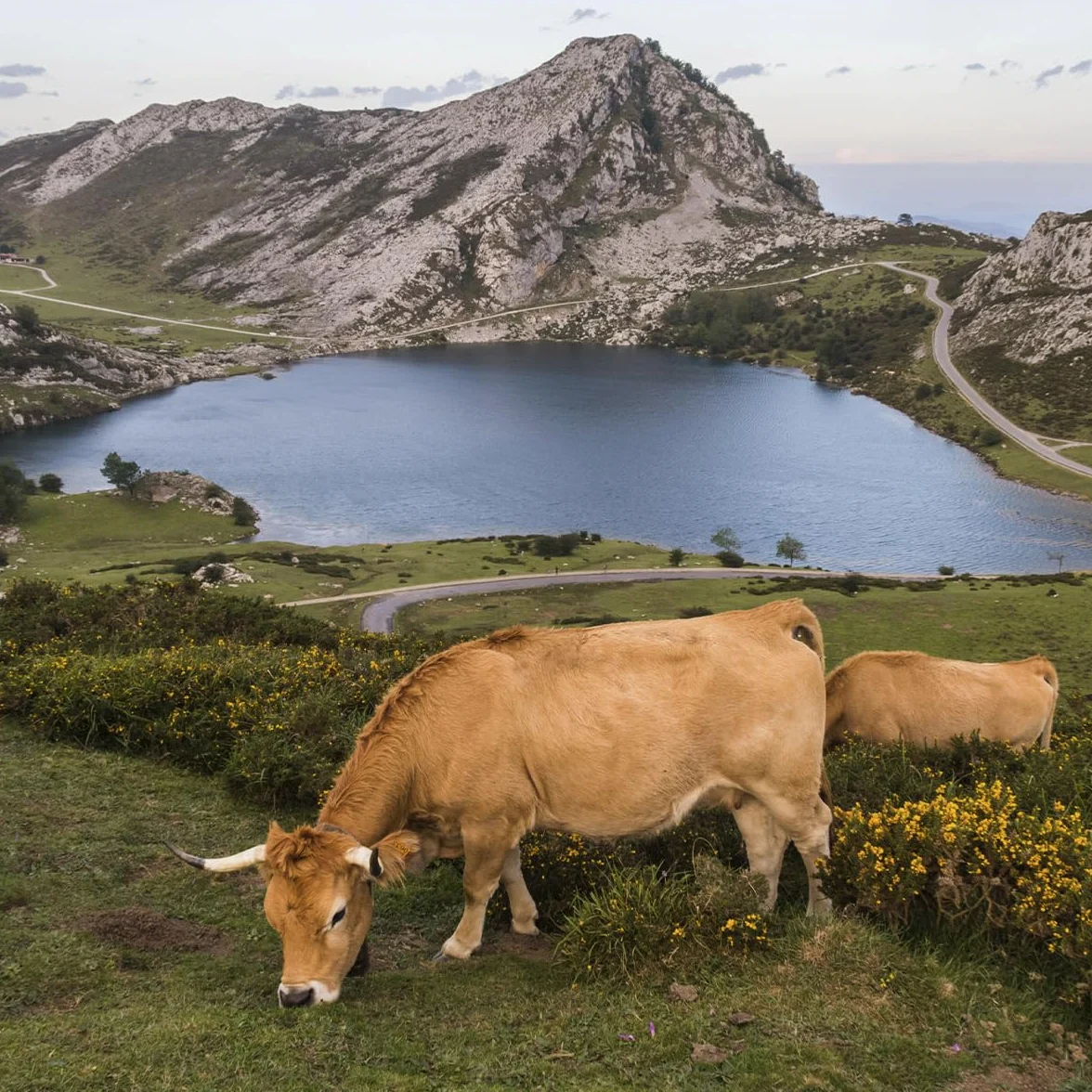 LA HUERTONA Cuña de queso Asturiano NUBLINA de leche pasteurizada de vaca 230-270 gr., Origen Asturias, Envasado al vacío