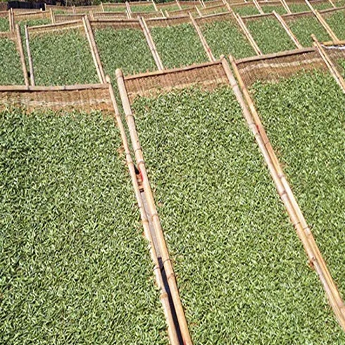 100g (0.22LB) Aguja de Plata, Té Blanco Baihaoyinzhen Punta Blanca, Pekoe Árbol Viejo, Comida Orgánica Natural, Té Crudo Chin