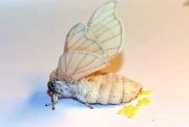 BUSCOCARPINTERO Gusanos DE Seda 50