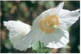 20 semillas de amapola del Himalaya blancas.