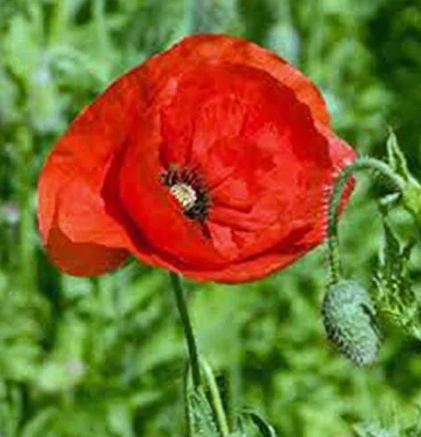 AGROBITS, Flandes, más de 100 semillas, orgánicos, flor roja brillante, impresionante Grandes amapolas