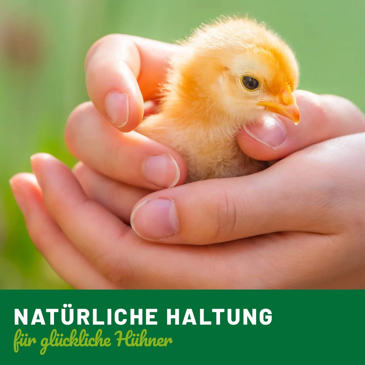 HÜHNER Land Huevos de arcilla para gallinas, 6 unidades – ayuda para incubar, realistas