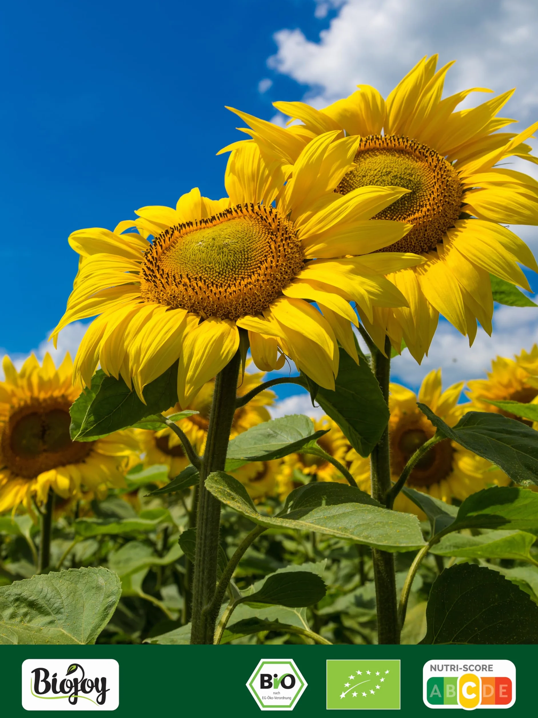 Biojoy Semillas de Girasol Orgánicas (1,5 kg), peladas, crudas y sin sal