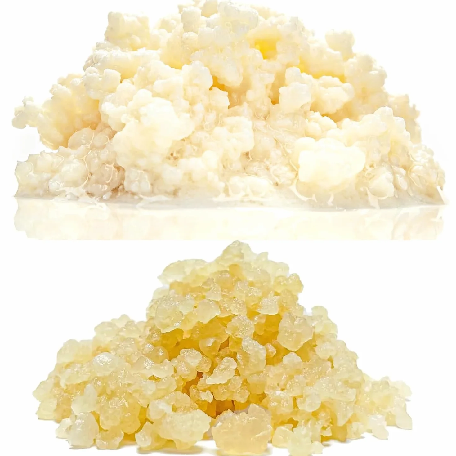 Pack Nódulos 10g Kéfir de Leche + 50g Nódulos Kéfir de Agua – Probióticos Naturales para Fermentar Bebidas Saludables – Fácil de Usar y Reutilizable - OH MY KÉFIR®