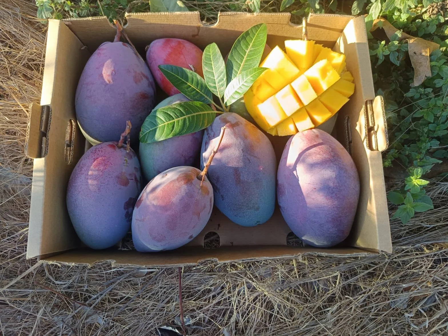 Vitalem Caja de Mangos 2.5kg Cultivo Local Axarquía Málaga Fruta Fresca Temporada Directo Agricultor Natural Sostenible