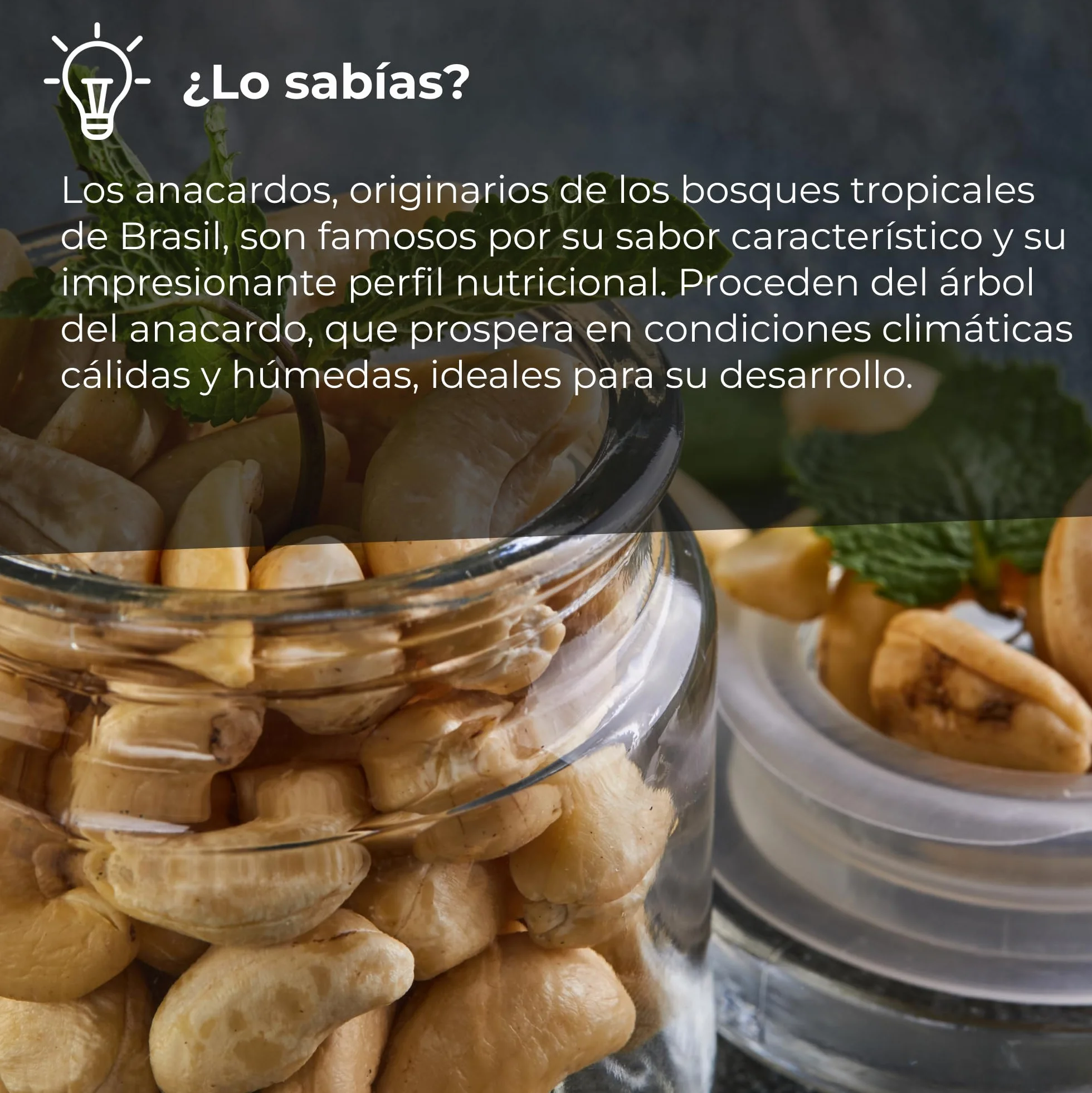 Anacardos Salados Enteros | 1 Kg de Piezas de Frutos Secos de Origen 100% Natural | Nuez Sin Cáscara | Anacardium Occidentale | Tostados | Cashews nuts | Dieta vegana y vegetariana
