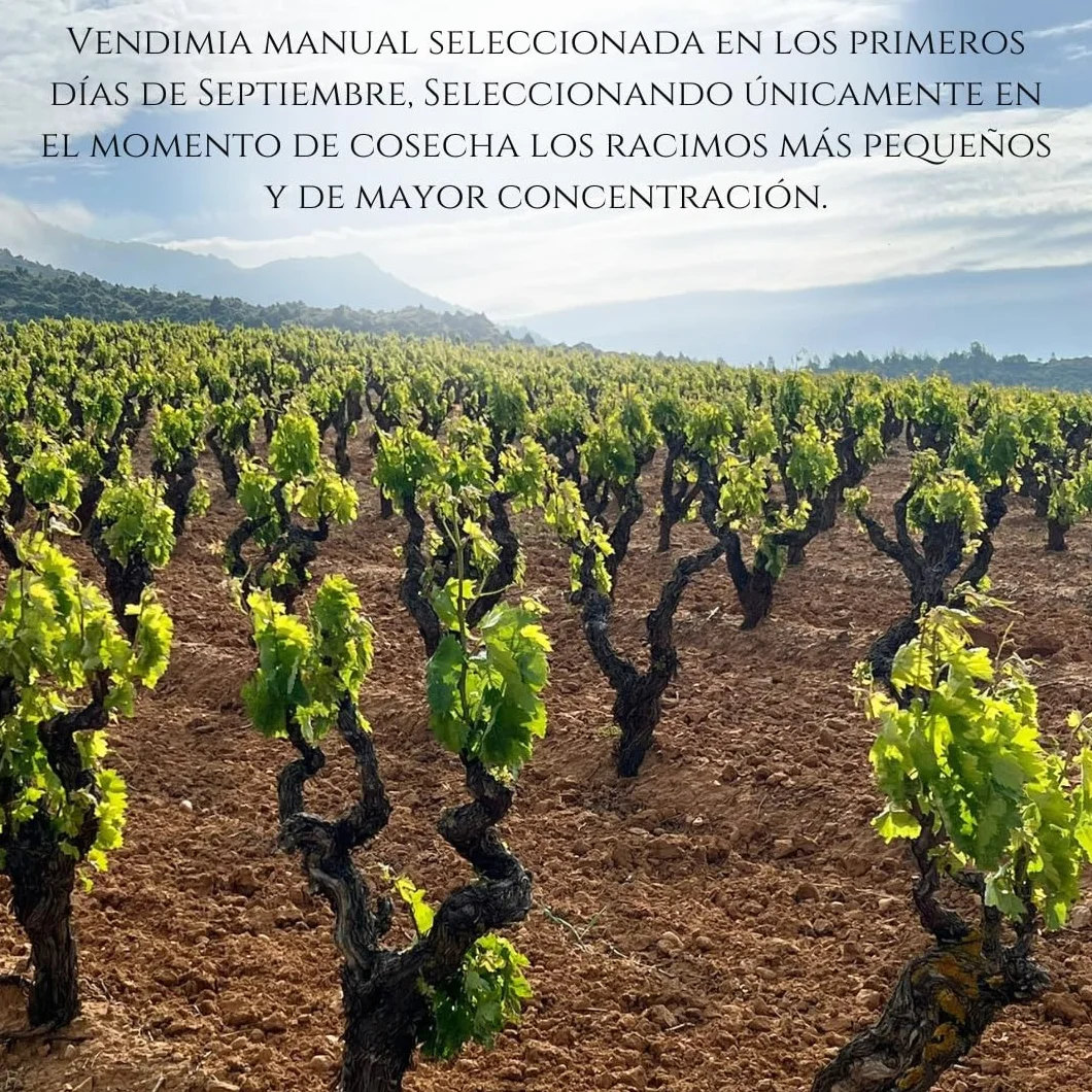 Henrique de Benoît® Vino Tinto Premium Reserva 2020 Pack 3 Botellas 750 ml | Tempranillo 45% Syrah 45%, Graciano 10% | 12 Meses Barrica + 5 Años Botella | Regalo Gourmet Vino Tinto Campiña - Madrid