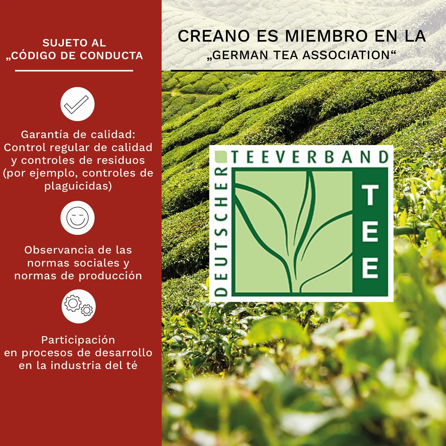 Creano Set XXL Flores de Té Blanco 18 uds Tetera 500ml Antigoteo Cofre Madera Regalo Boda