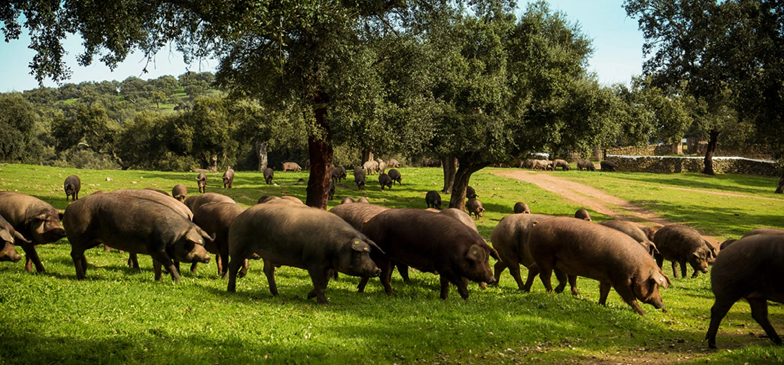 8 Kg Jamón Iberico de Campo Pata Negra, 100% Natural, Curación de 28-32 meses - Jamón Ibérico de Salamanca | INSIGNIA IBERICA