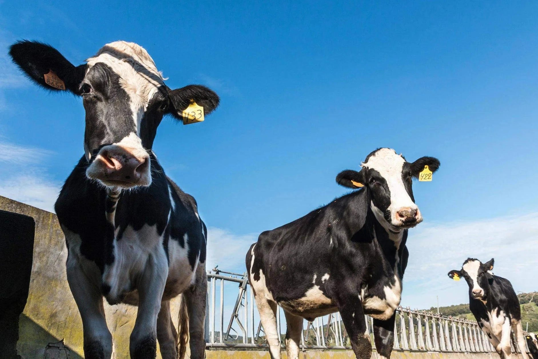 Queso Mahón Menorca Semicurado Pieza Entera 2,7 kg