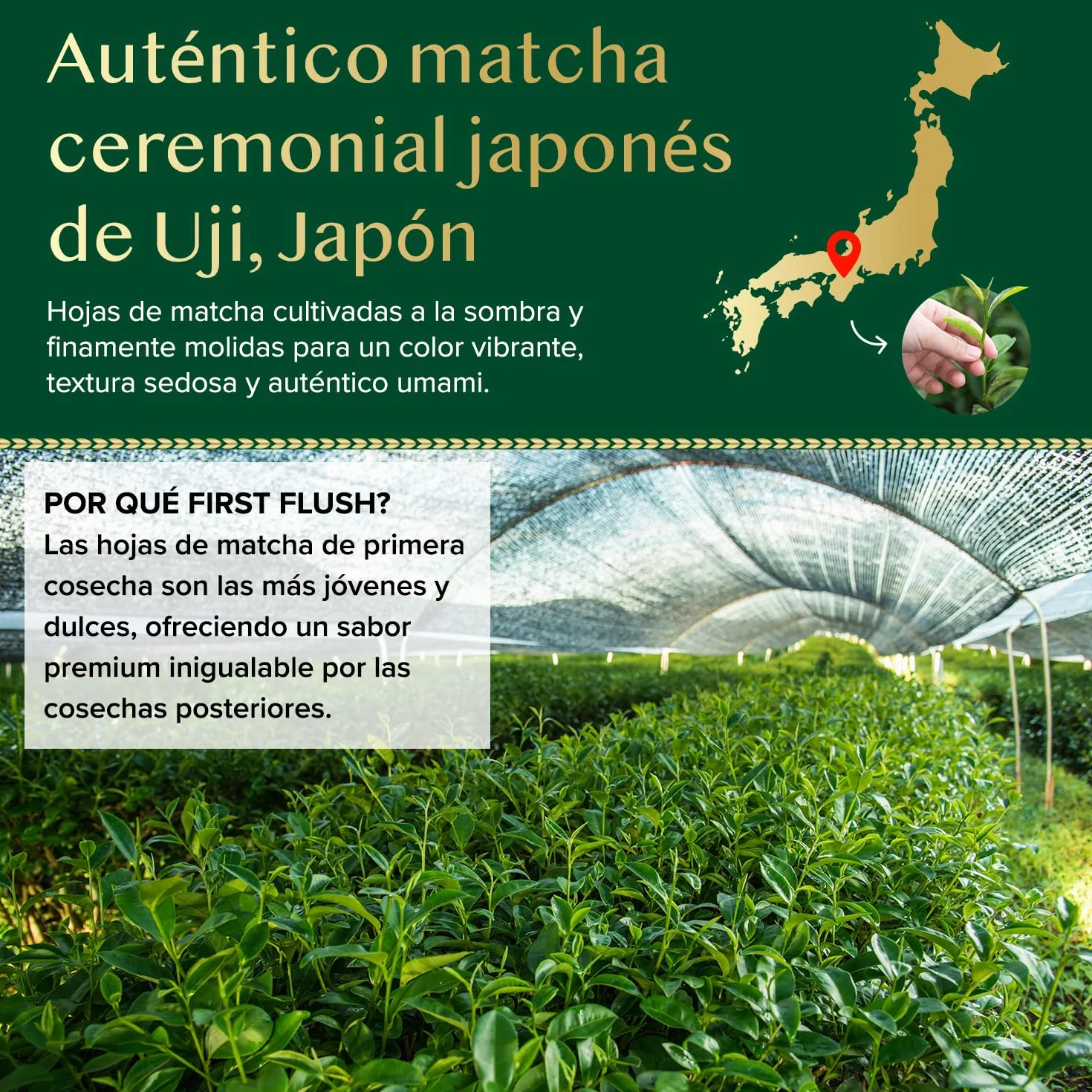 VAHDAM Matcha Ceremonial 30g | Té Verde Matcha Japonés Grado Ceremonial de Uji, Japón | Polvo Ultra Fino y Sedoso | Sabor Delicado Sin Amargor | Ideal para Ceremonia del Té y Matcha Latte